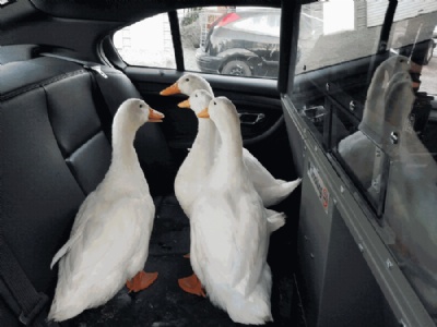 Polcia americana ''prende'' patos que estavam ''vadiando'' (Foto: Great Bend Police/Facebook)