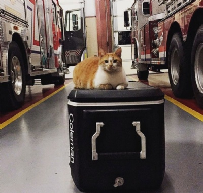 Gatinho adotado por bombeiros nos EUA faz sucesso na web com dicas de segurana O gatinho Flame (Foto: @flamethearsoncat/Instagram) 