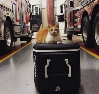 O gatinho Flame (Foto: @flamethearsoncat/Instagram)