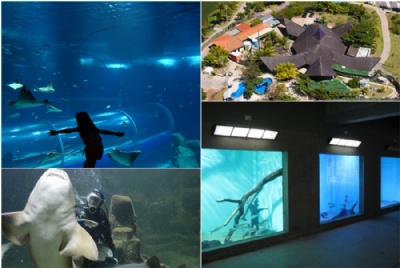 Mergulho e diverso nos aqurios do Brasil Crditos (a partir da foto acima  esq. em sentido horrio): AquaRio; Projeto Tamar; Governo MG e; Aqurio SP