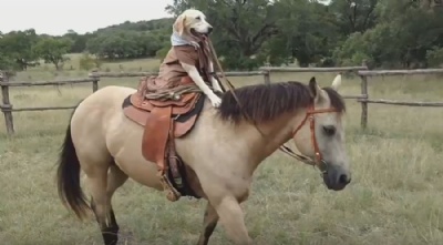 Cachorrinha  filmada andando a cavalo no Texas Maizey conduz Bailey (Foto: Kathryn Ryckman/YouTube) 