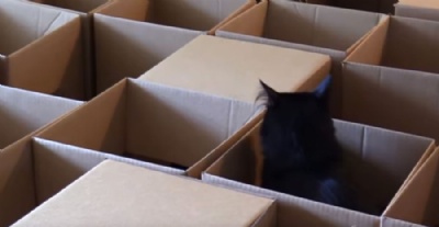 Dono constri labirinto de caixas de papelo para gatos Dono constri labirinto de caixas de papelo para gatos (Foto: Reproduo/Twitter) 