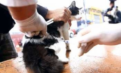 Vacinao de pets  a nica maneira de se erradicar a raiva Foto: Nario Barbosa/DGABC 