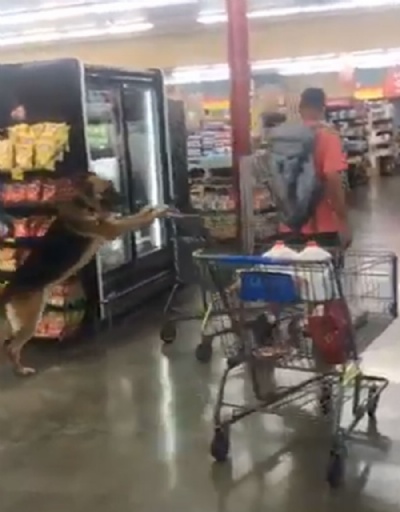 Cachorro empurra carrinho de supermercado nos EUA Cachorro empurra carrinho de supermercado nos EUA (Foto: @ashleenn_/Twitter) 