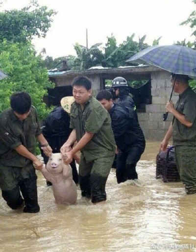 Foto de porco ''sorridente'' durante resgate na China viraliza Foto: Weibo/reproduo