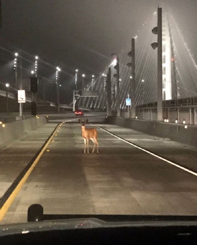 Filhote de veado  parado por patrulheiros aps ''furar pedgio'' em ponte nos EUA Filhote de veado  parado por patrulheiros por 'furar pedgio' em ponte nos EUA (Foto: Officer Sean Deise/California Highway Patrol via AP) 