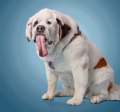 Cachorrinha dos EUA bate recorde de maior lngua, diz Guinness (Foto: Livro Guinness de Recordes) 