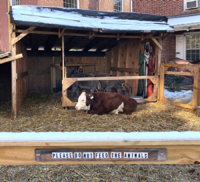 Vaca foge duas vezes de prespio nos EUA Ginger, a substituta (Foto: Ryan Penn via AP) 
