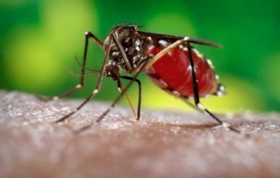 Vacina contra dengue atrasa e fica para 2019 Crdito: Governo de Gois