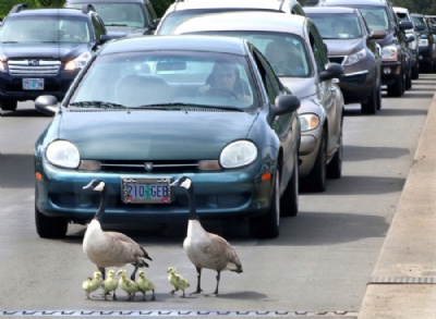 Motorista salva famlia de gansos em rua movimentada nos EUA Motorista salva famlia de gansos em rua movimentada nos EUA (Foto: Timothy Bullard/The Daily Courier via AP) 
