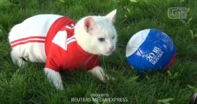 Gato ''vidente'' prepara-se para dar palpites na Copa da Rssia O gato Achilles (Foto: Reuters) 